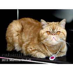 Morfeo, the lost & found red Persian